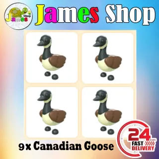 9X Canadian Goose