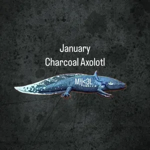 Charcoal Axolotl