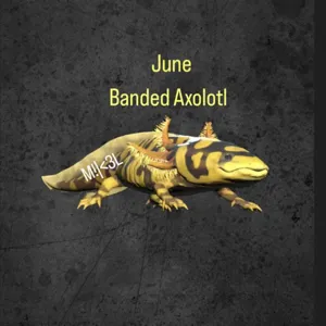 Banded Axolotl