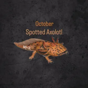 Spotted Axolotl