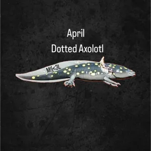 Dotted Axolotl