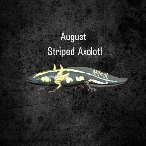 Striped Axolotl