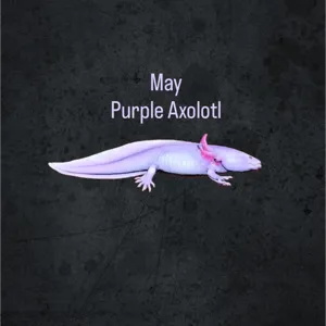 Purple Axolotl