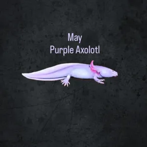 Purple Axolotl