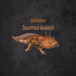 Spotted Axolotl