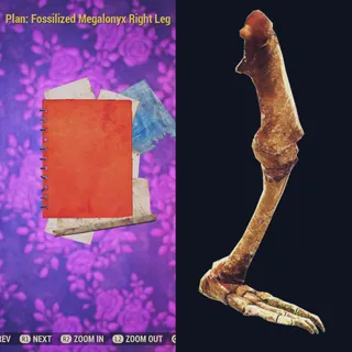 Fossilized Megalonyx Right Leg 