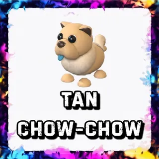 TAN CHOW-CHOW ADOPT ME