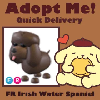 FR Irish Water Spaniel