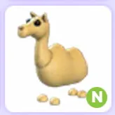 N Camel