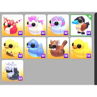 Mega duck pets bundle