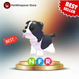 NFR Border Collie