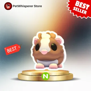 Neon Chocolate Dutch Guinea Pig 