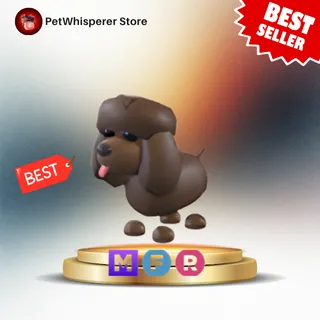 MFR IRISH WATER SPANIEL