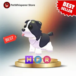 MFR Border Collie