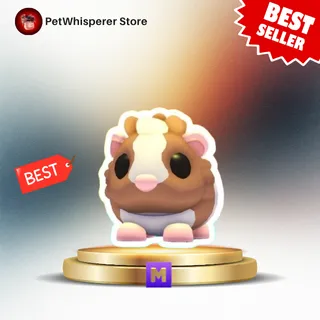 Mega Chocolate Dutch Guinea Pig 