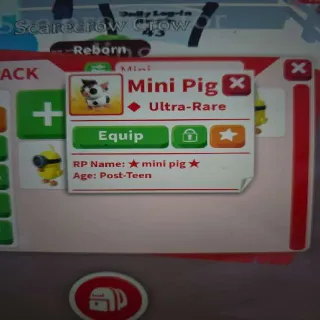 Mini Pig