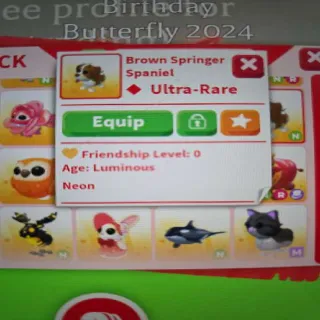 N Brown Springer Spaniel