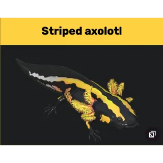 striped axolotl