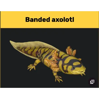 banded axolotl