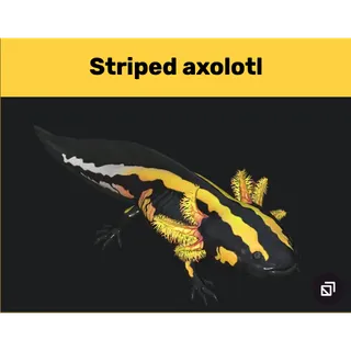 striped axolotl