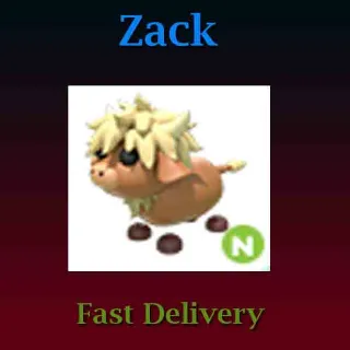 Pet | N Highland Cow