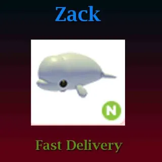 Pet | N Beluga Whale