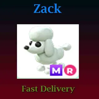 Poodle MR