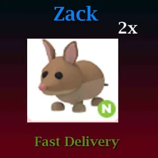 Pet | 2X N Bandicoot