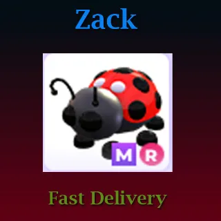 Pet | MR Ladybug
