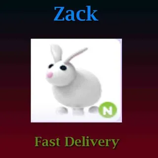 N Rabbit