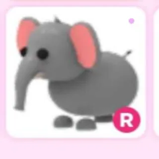 Pet | Elephant R