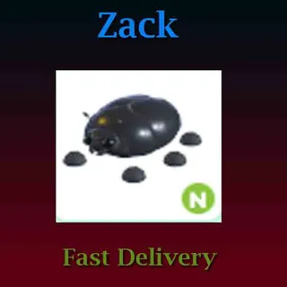 Giant Black Scarab N