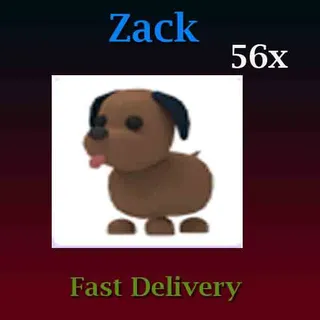 56X Chocolate Labrador