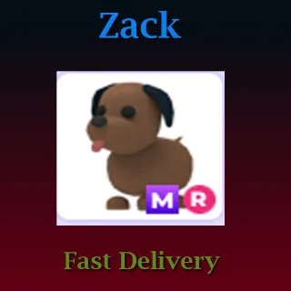 MR Chocolate Labrador