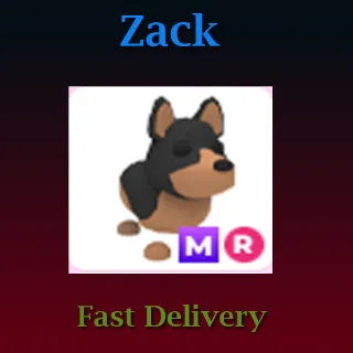 MR Australian Kelpie