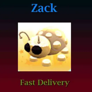 Golden Ladybug (Full Grown)