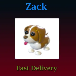 Pet | Brown Springer Spaniel