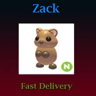N Quokka