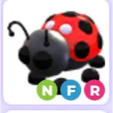 Nfr ladybug