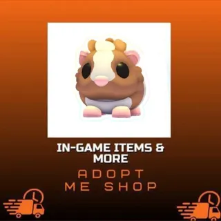 10x CHOCOLATE DUTCH GUINEA PIG 