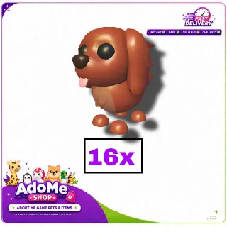 16x Irish Setter