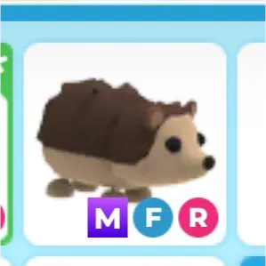 mfr hedgehog 🦔