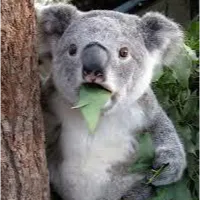 custom for fallout fiend