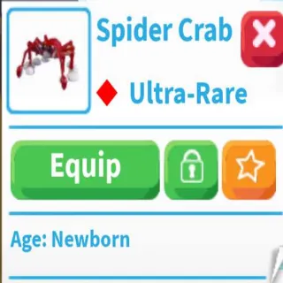 Spider Crab X21