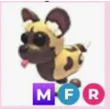MFR AFRICAN WILD DOG