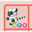 NFR RING-TAILED LEMUR