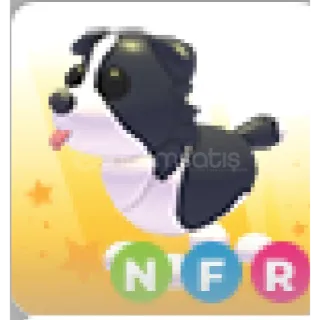 nfr border collie