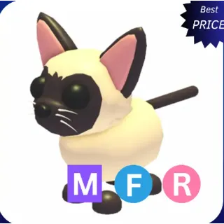 mfr siamese cat