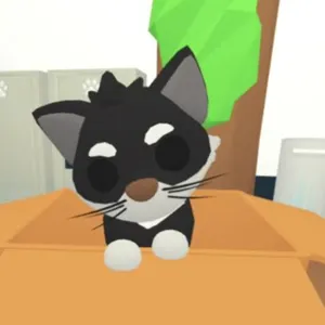 4x Tuxedo Cat