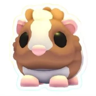 MFR CHOCOLATE DUTCH GUINEA PIG